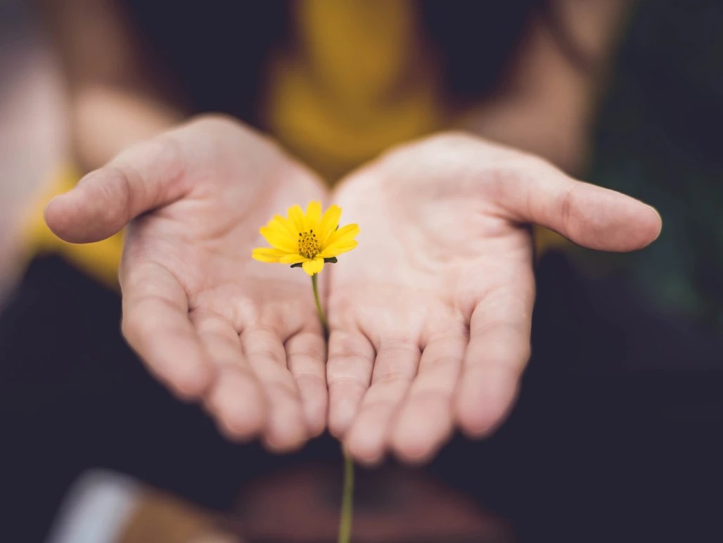 Hands holding a flower